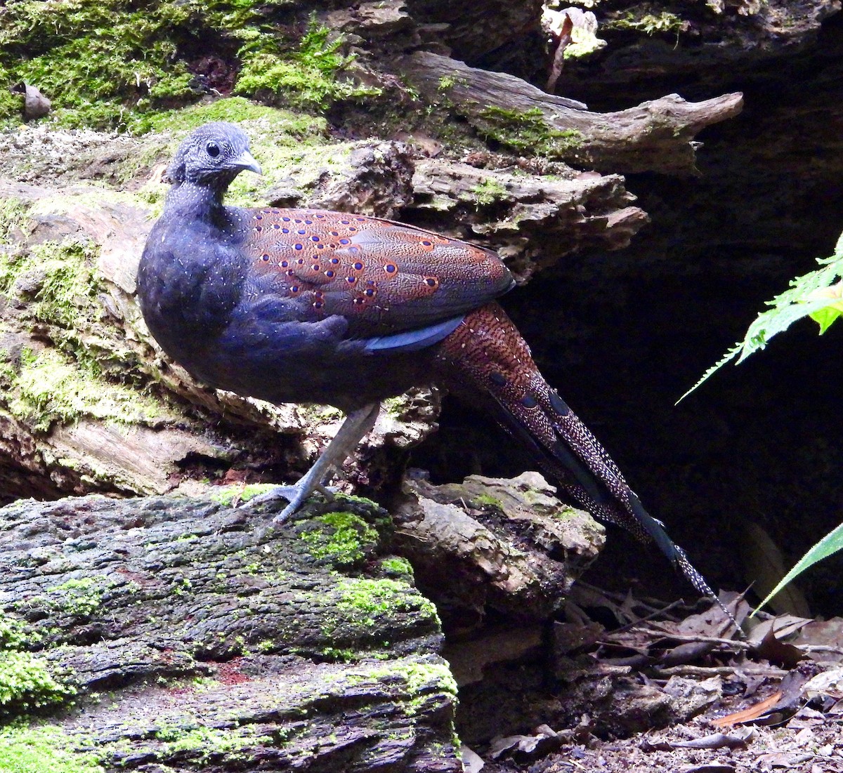 Mountain Peacock-Pheasant - ML637849013
