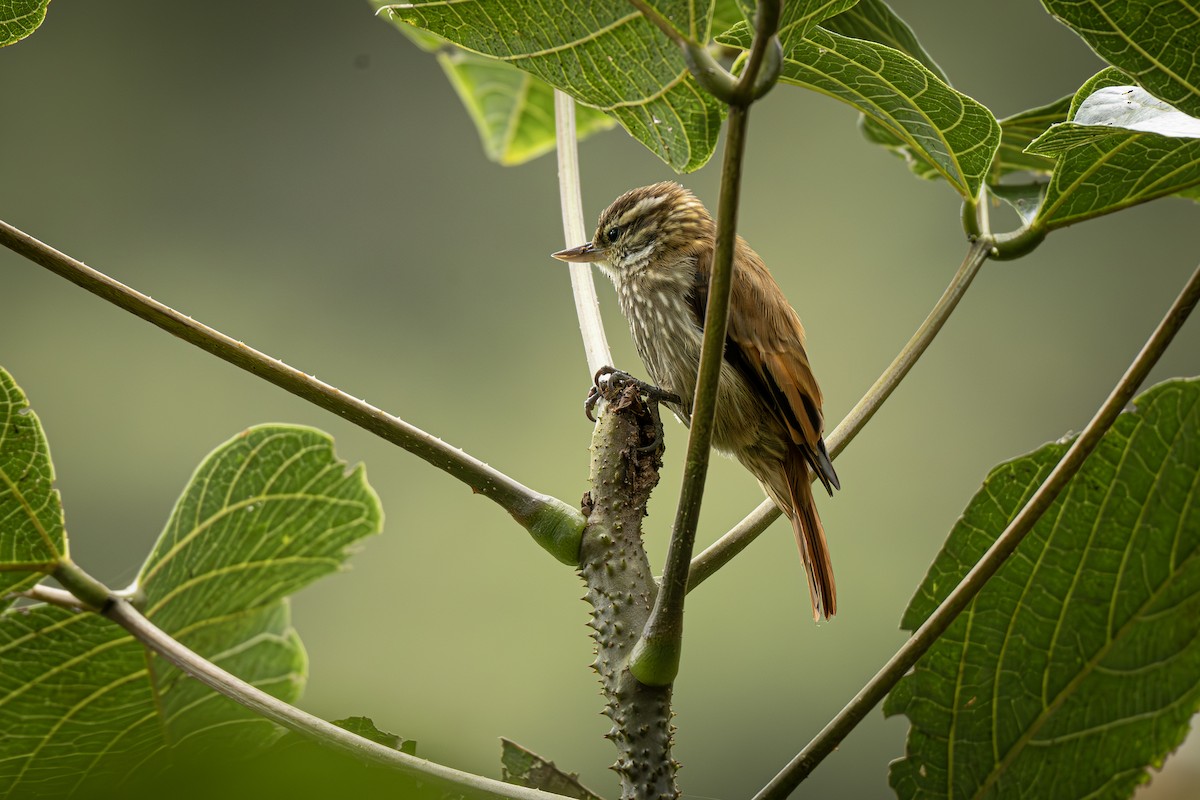 Streaked Xenops - ML637849016