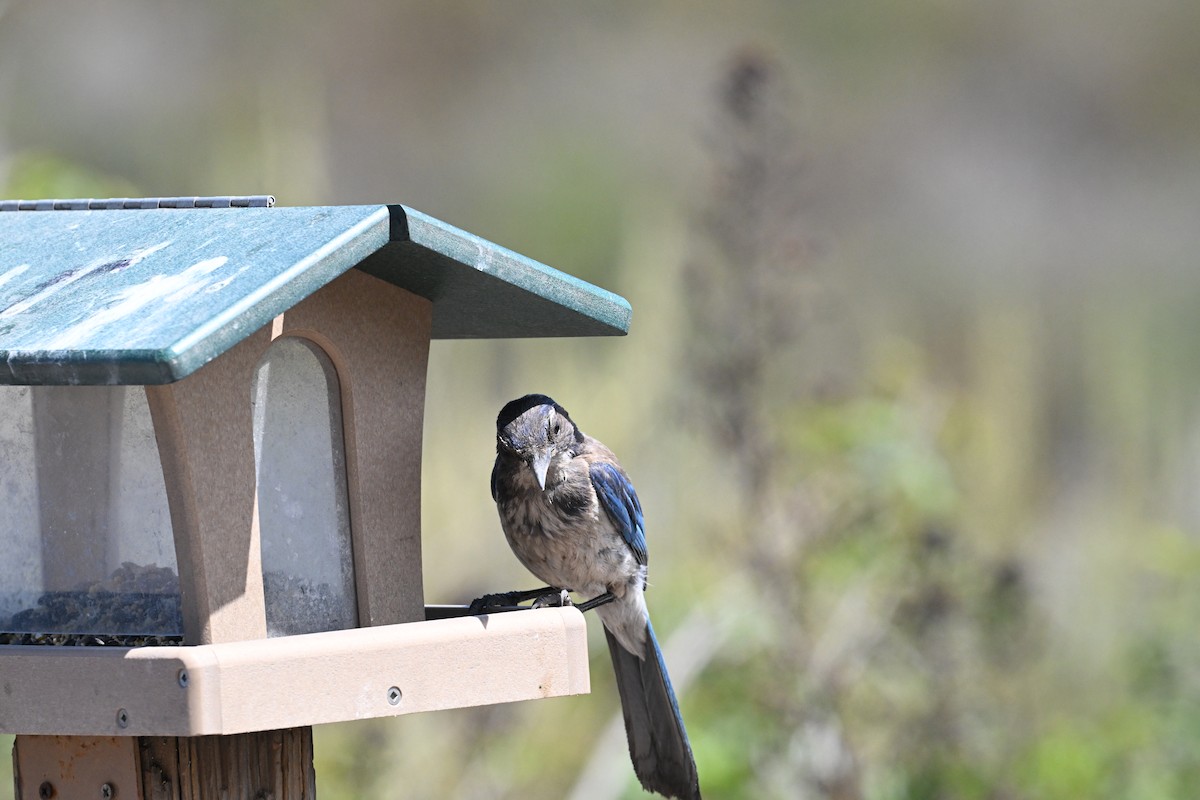 sojka západní - ML637849025