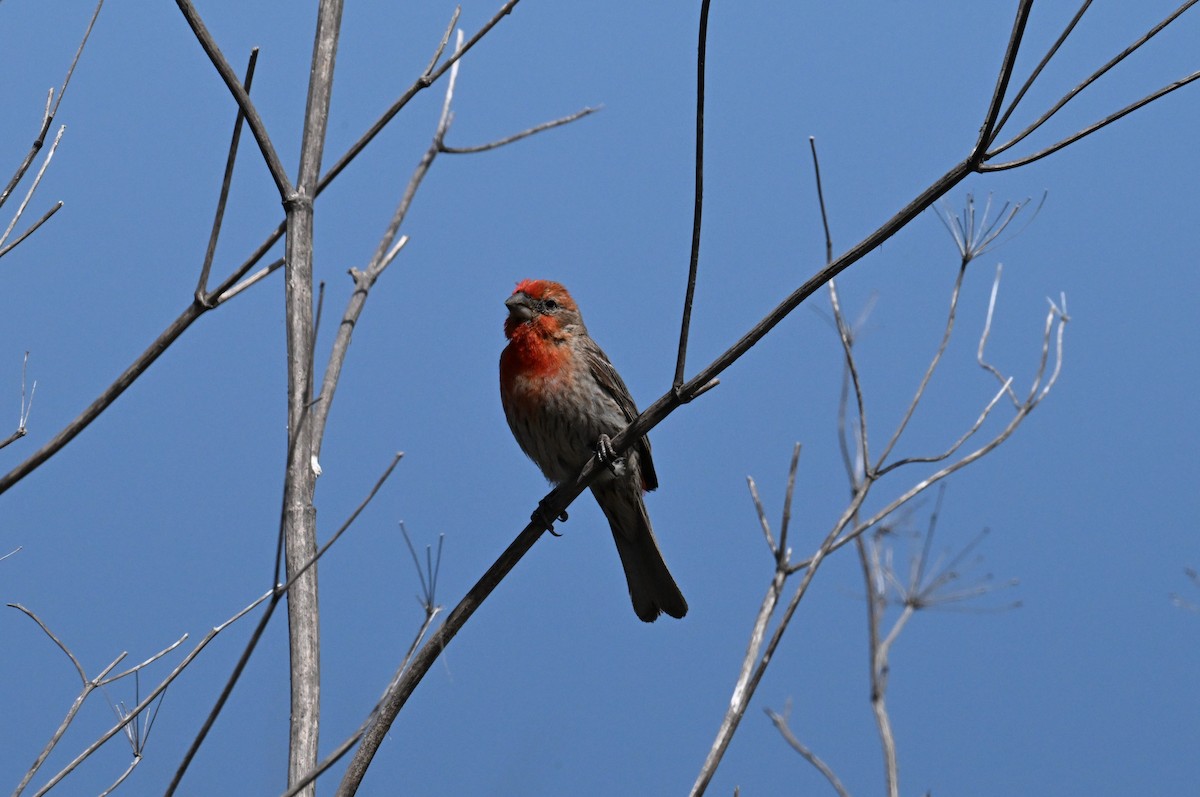 hýl rudoprsý - ML637849034