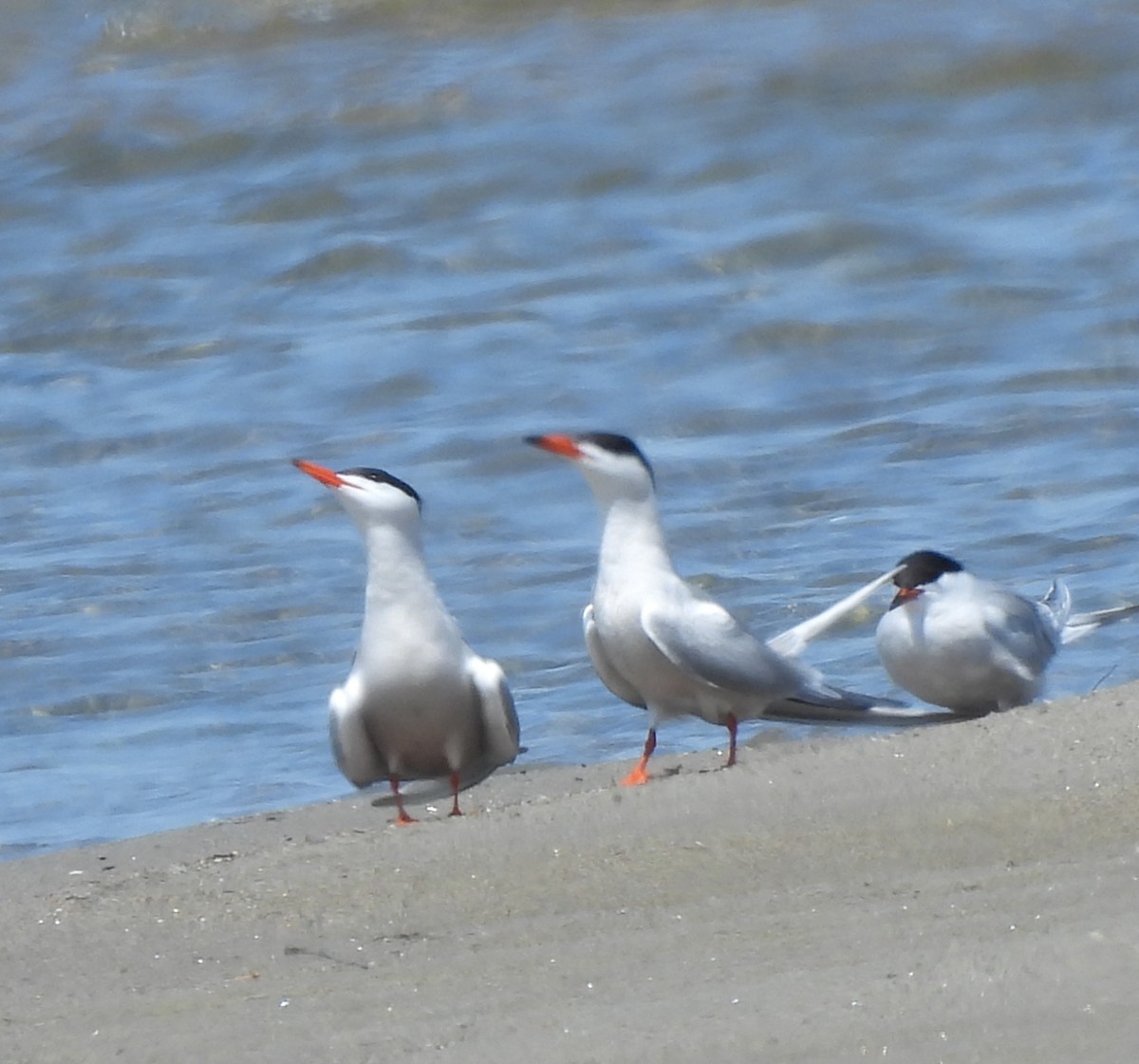Common Tern - ML637849038