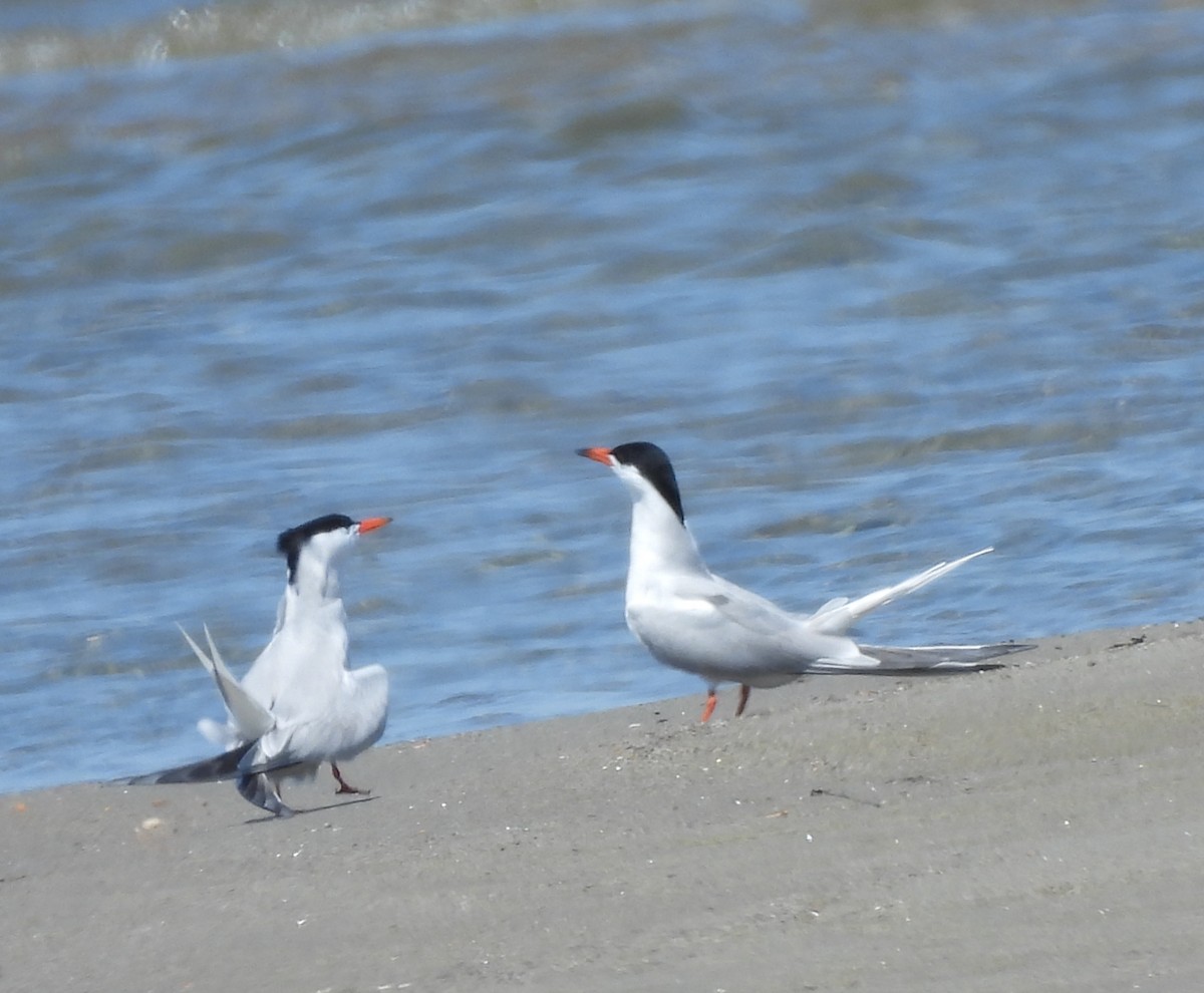 Common Tern - ML637849039