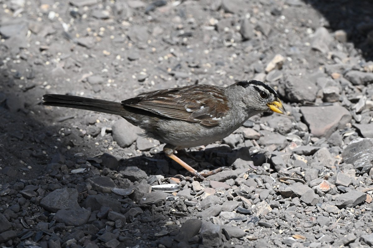 strnadec bělopásý - ML637849041