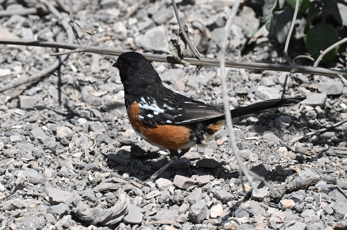 Spotted Towhee - ML637849042