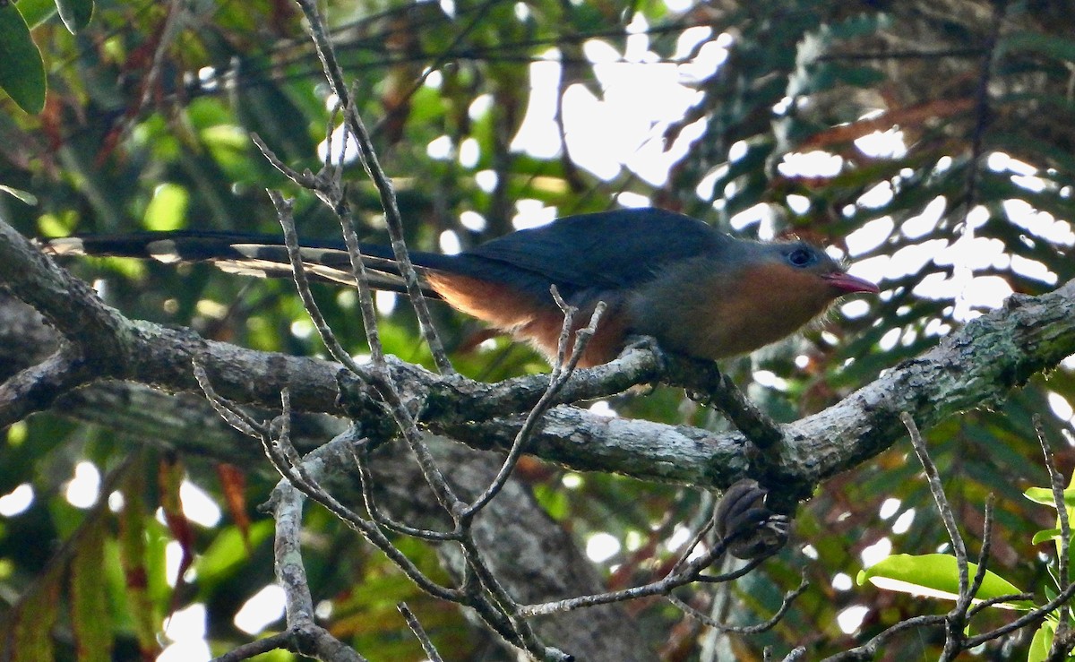 Red-billed Malkoha - ML637849092