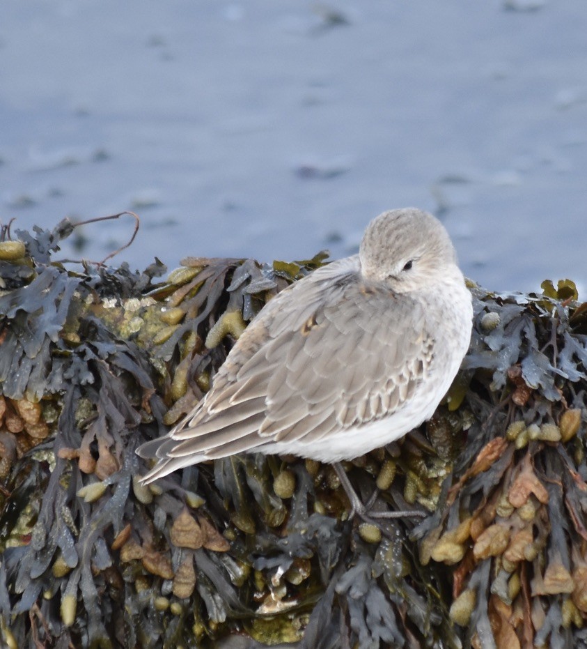 Dunlin - ML637849093