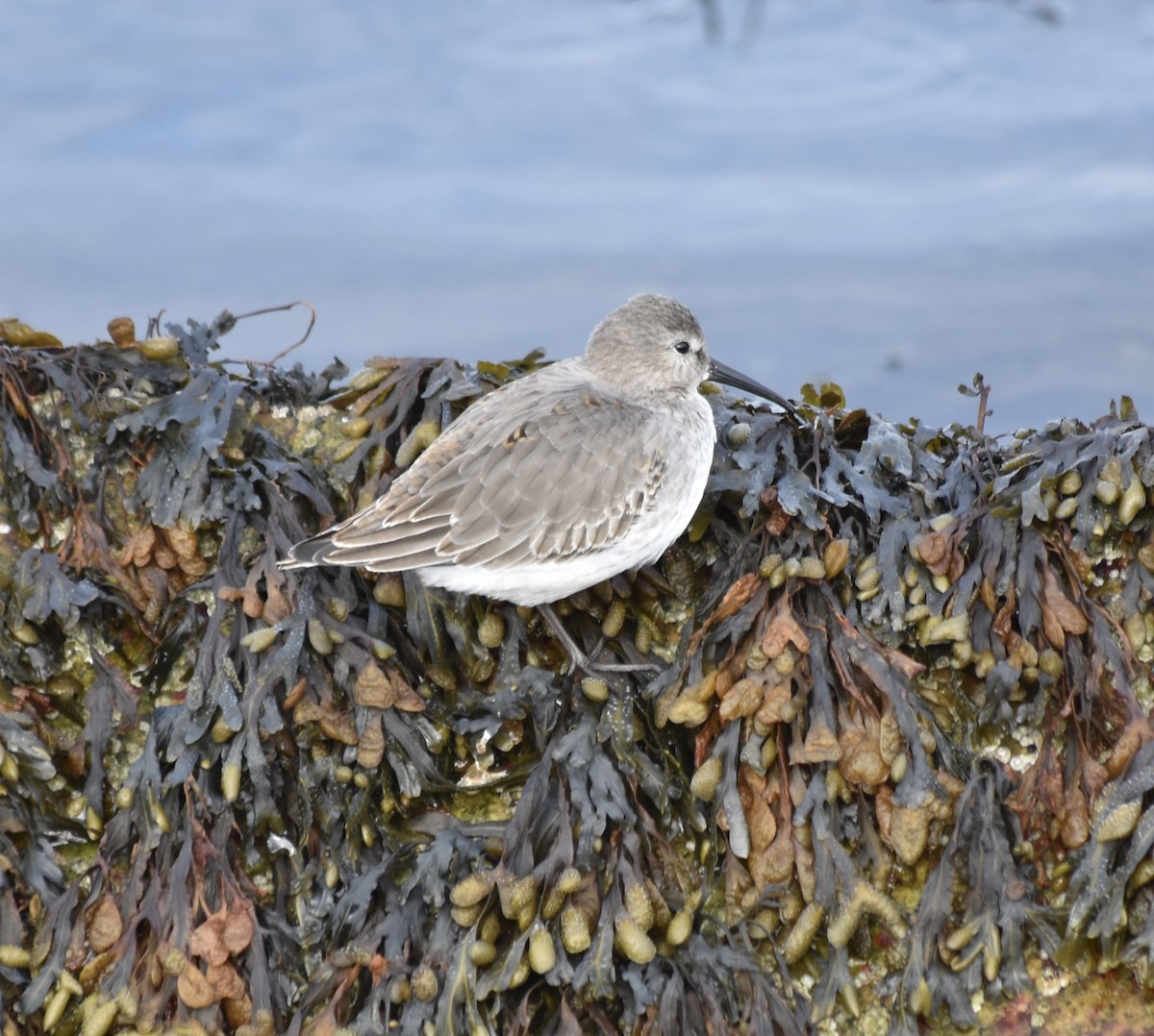 Dunlin - ML637849105