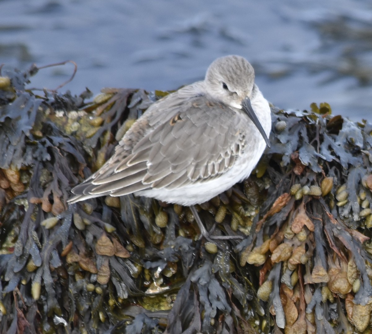 Dunlin - ML637849115