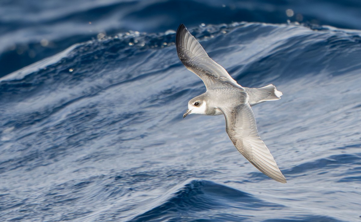 Blausturmvogel - ML637849118