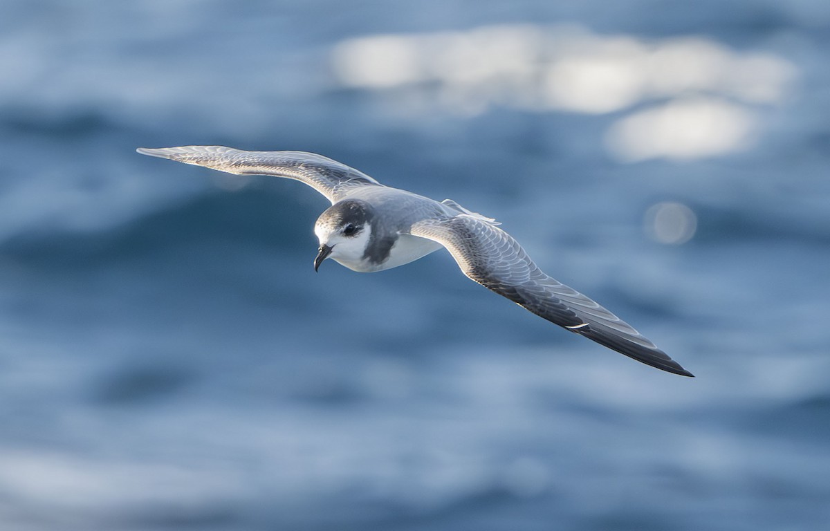 Blausturmvogel - ML637849128