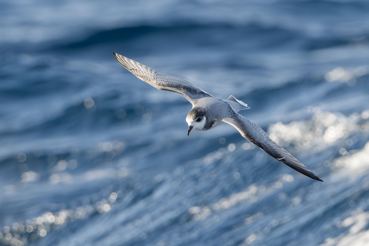 Blausturmvogel - ML637849129