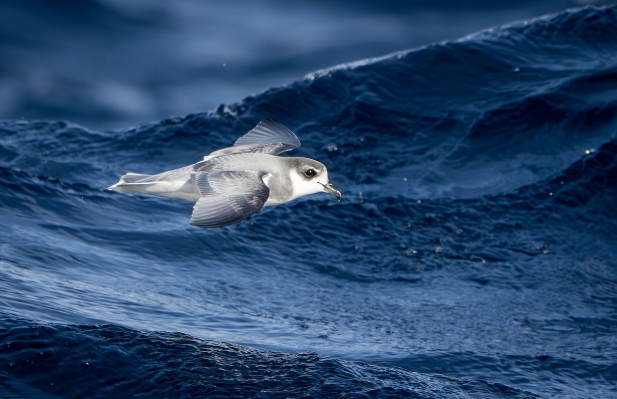 Blausturmvogel - ML637849134