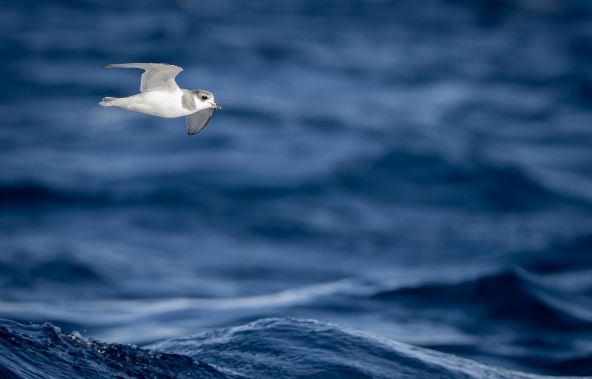 Blausturmvogel - ML637849135