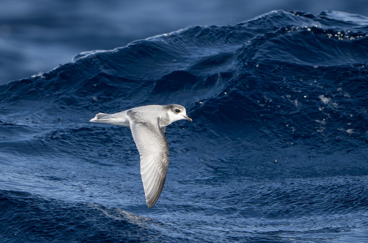 Blausturmvogel - ML637849136