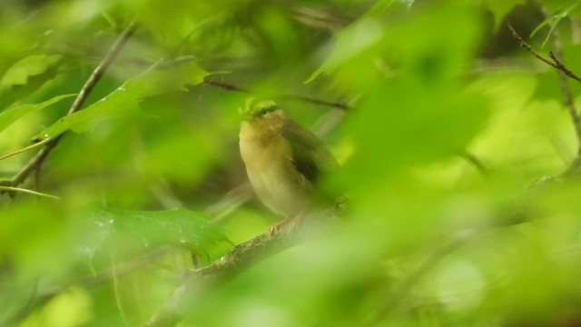 Worm-eating Warbler - ML637849150