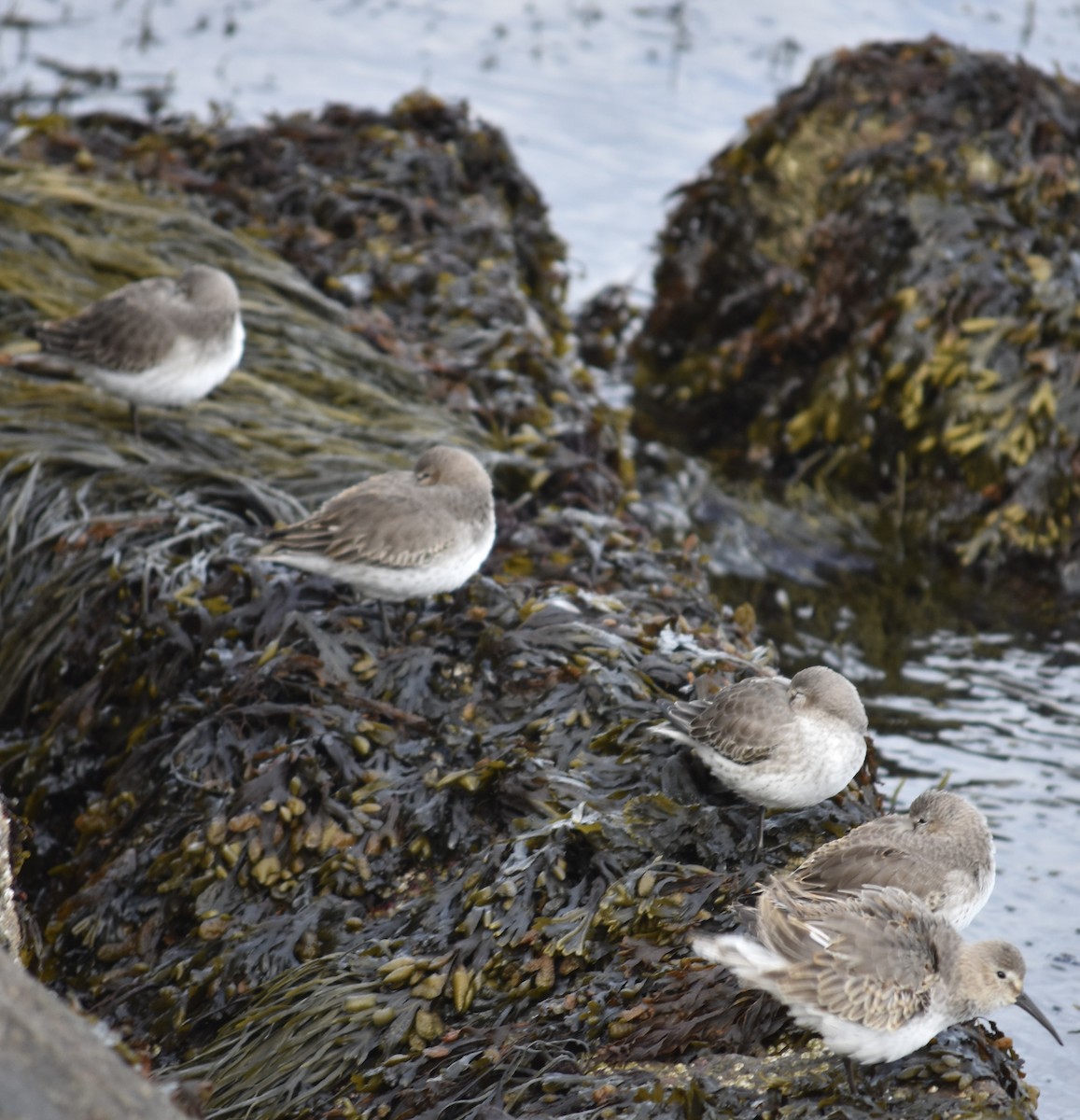 Dunlin - ML637849170