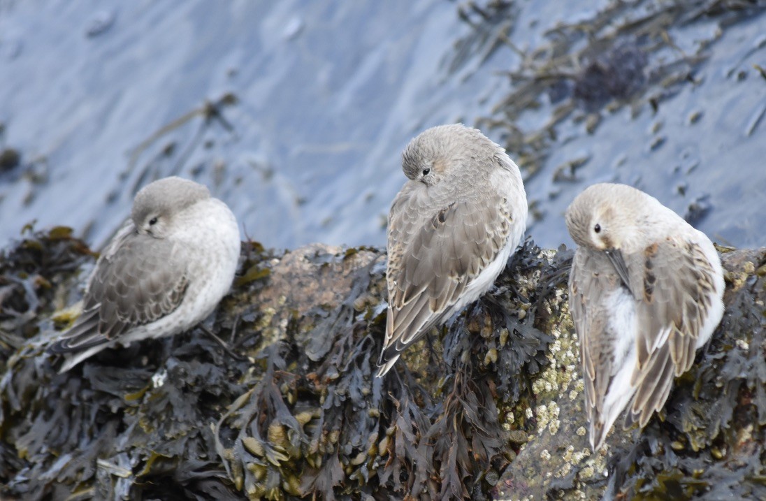 Dunlin - ML637849181