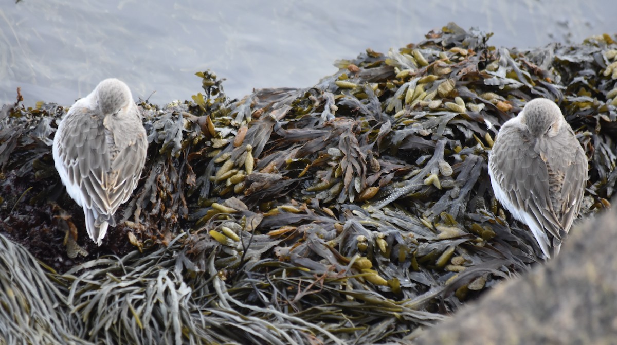 Dunlin - ML637849192