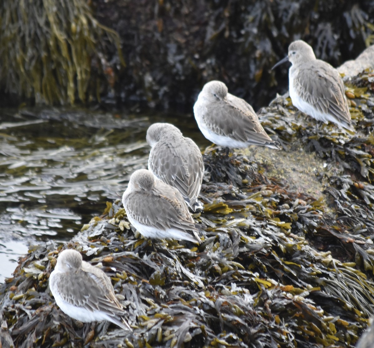 Dunlin - ML637849209