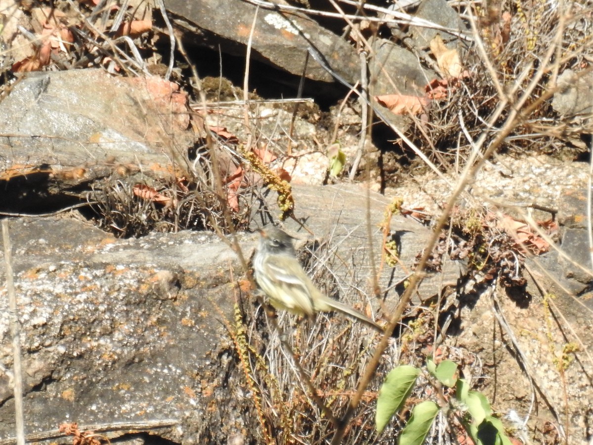 Yellow-billed Tit-Tyrant - ML637849255