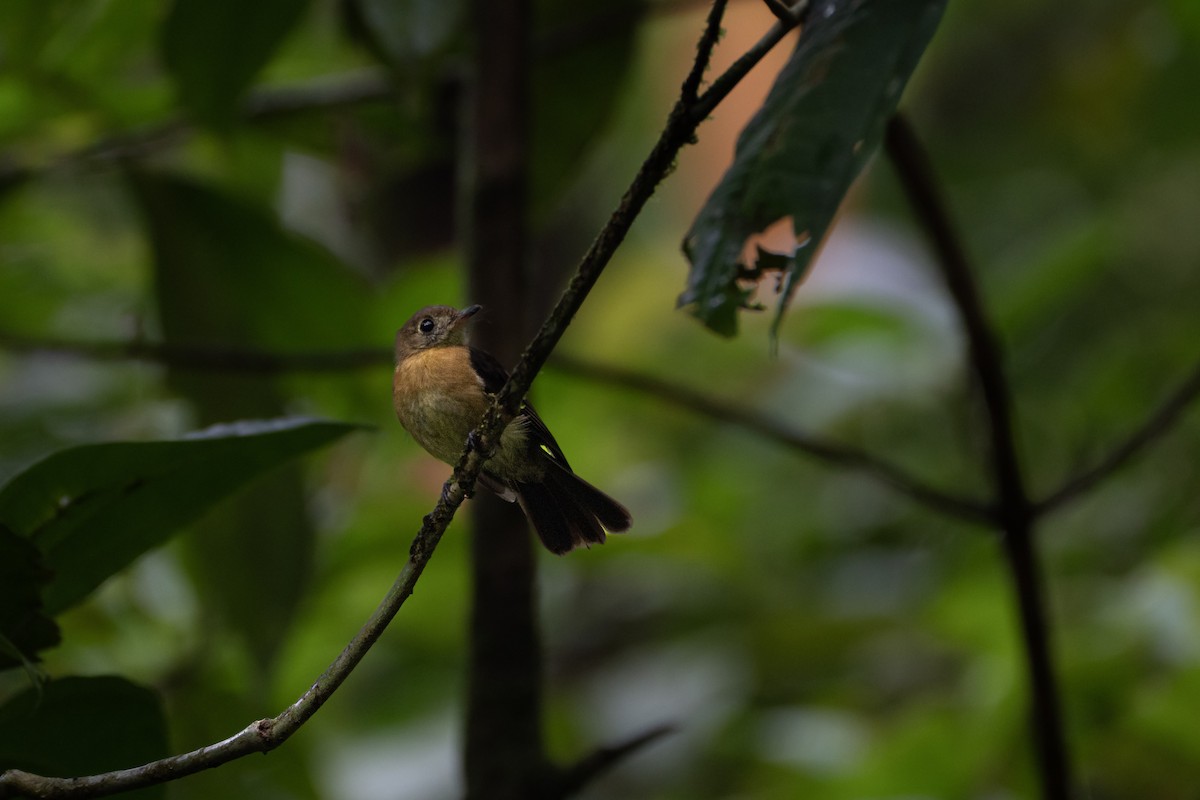Sulphur-rumped Flycatcher - ML637849270