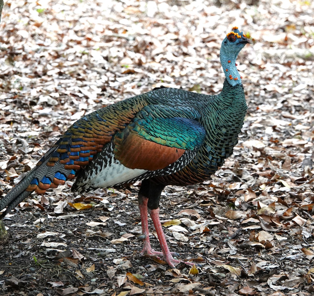 Ocellated Turkey - ML637849278