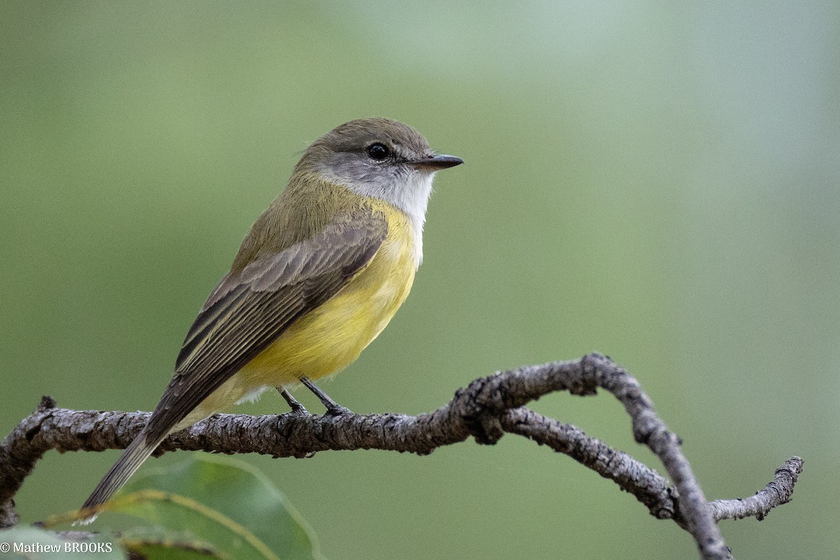 Lemon-bellied Flyrobin - ML637849298