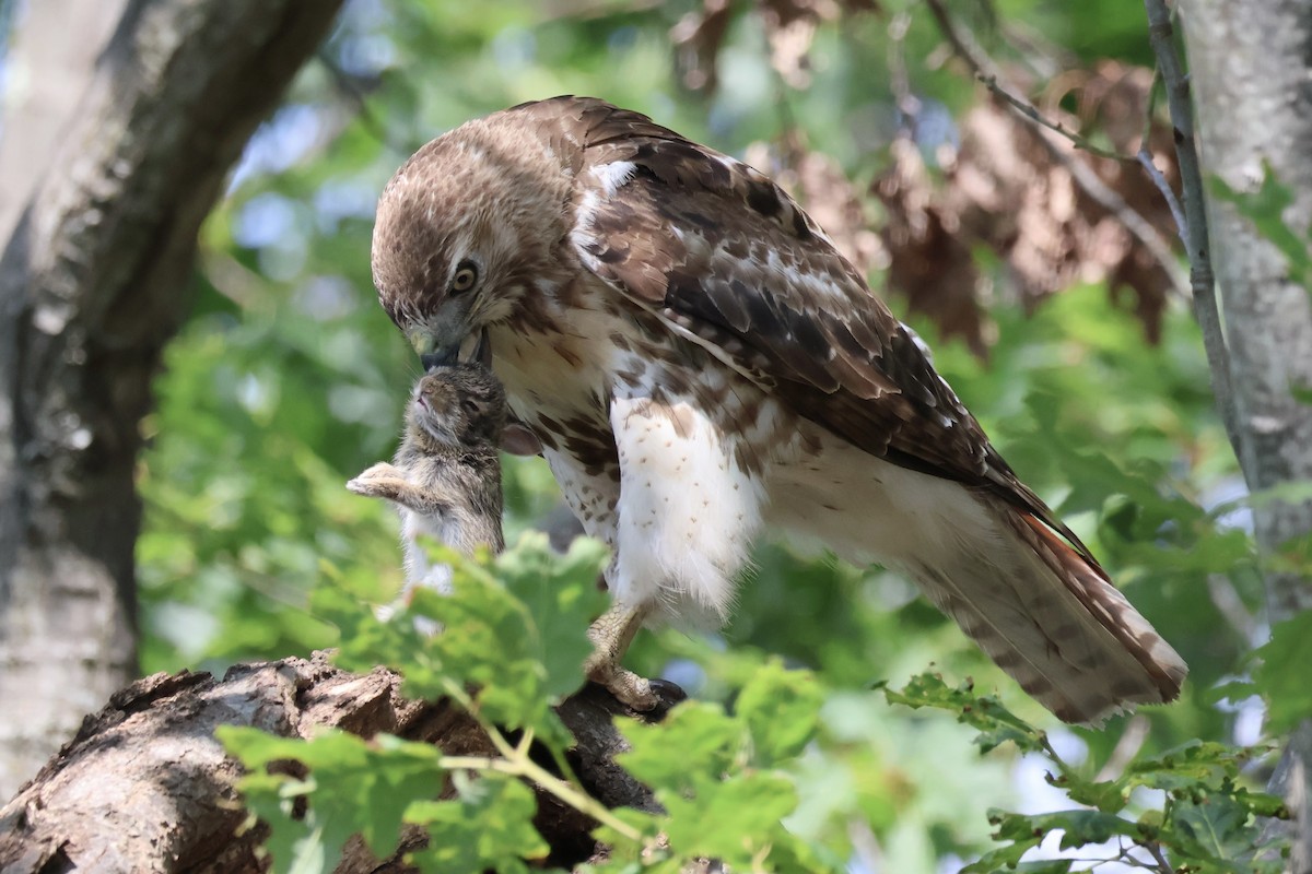 Red-tailed Hawk - ML637849299