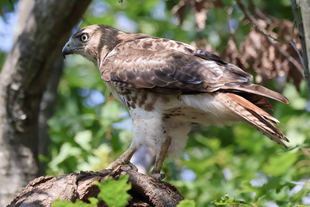 Red-tailed Hawk - ML637849326