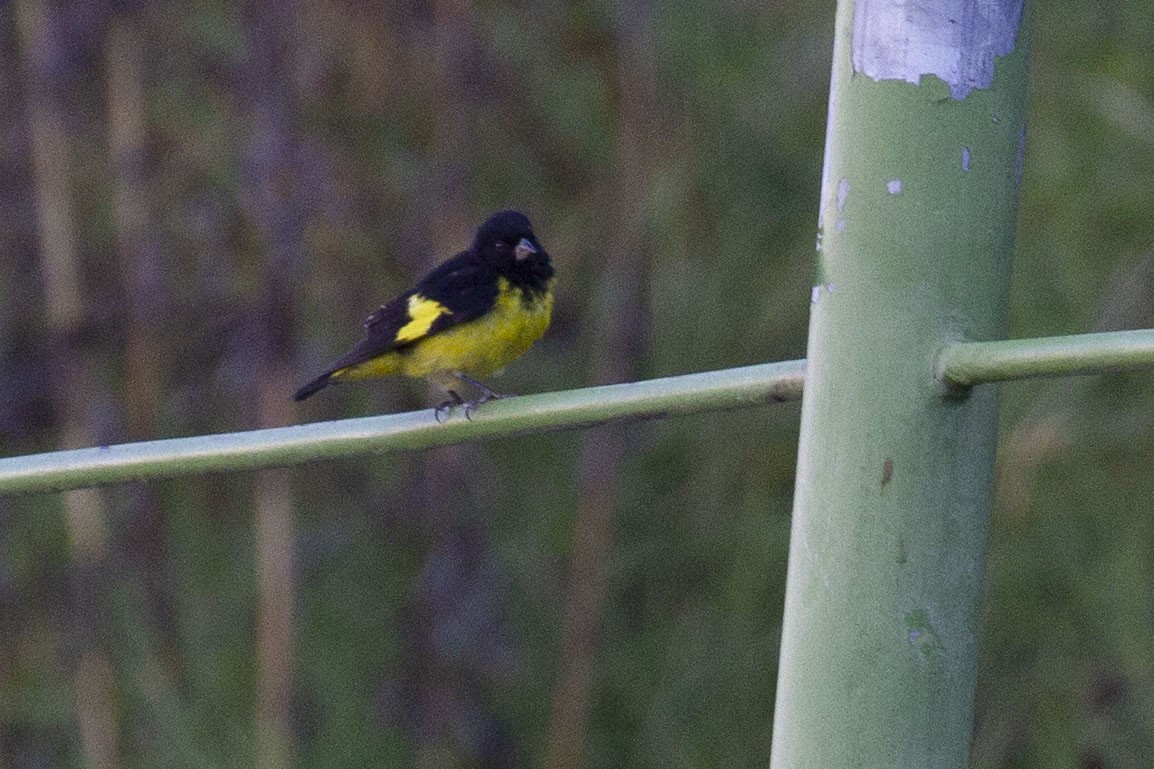 Yellow-bellied Siskin - ML637849327