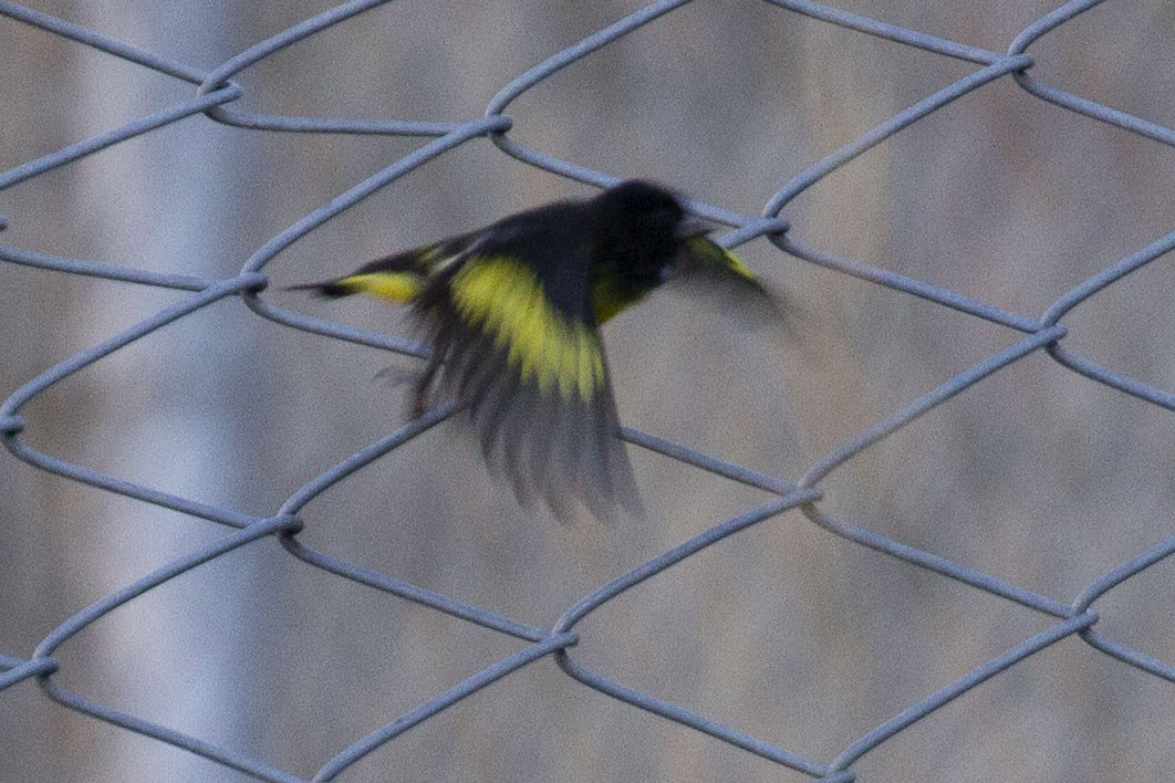 Yellow-bellied Siskin - ML637849336