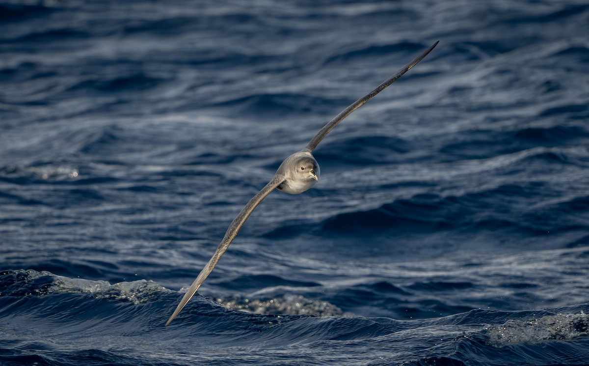 Gray Petrel - ML637849344
