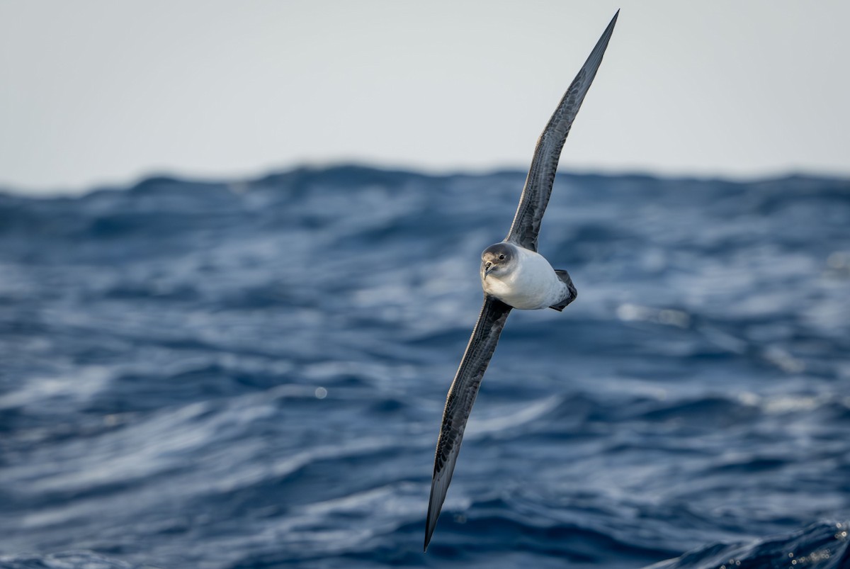 Gray Petrel - ML637849345