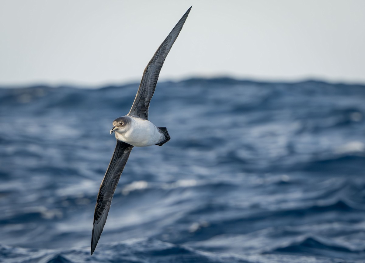 Gray Petrel - ML637849346