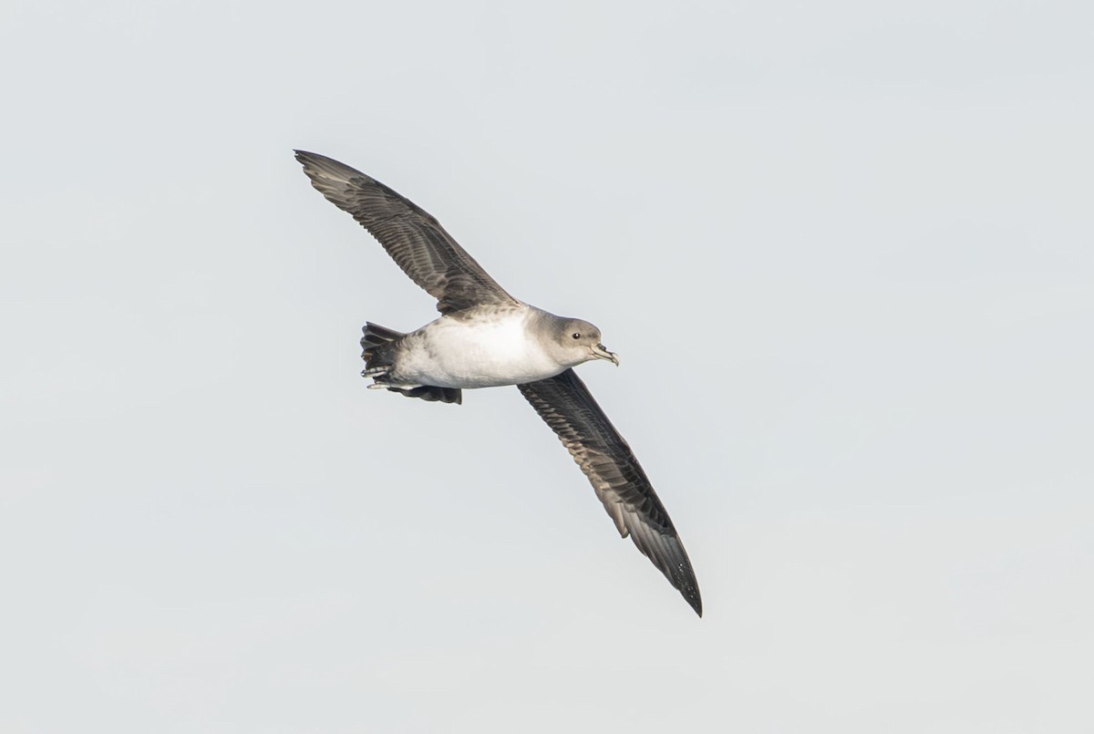 Gray Petrel - ML637849348