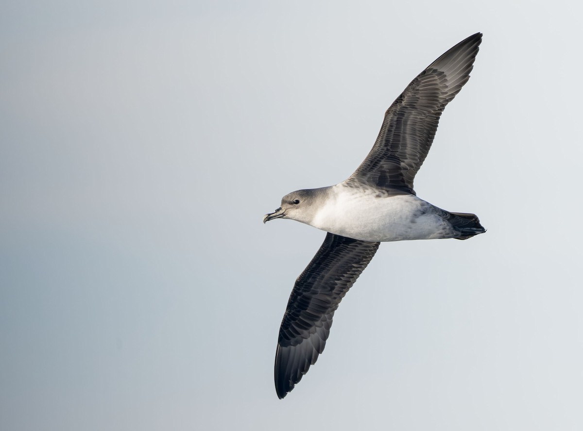 Gray Petrel - ML637849351