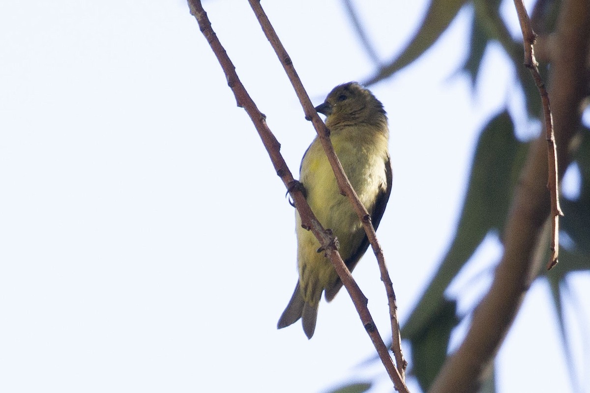 Yellow-bellied Siskin - ML637849356