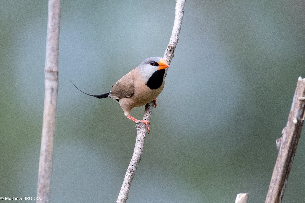 Long-tailed Finch - ML637849366
