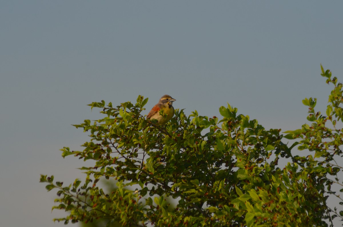 Dickcissel - ML637849367
