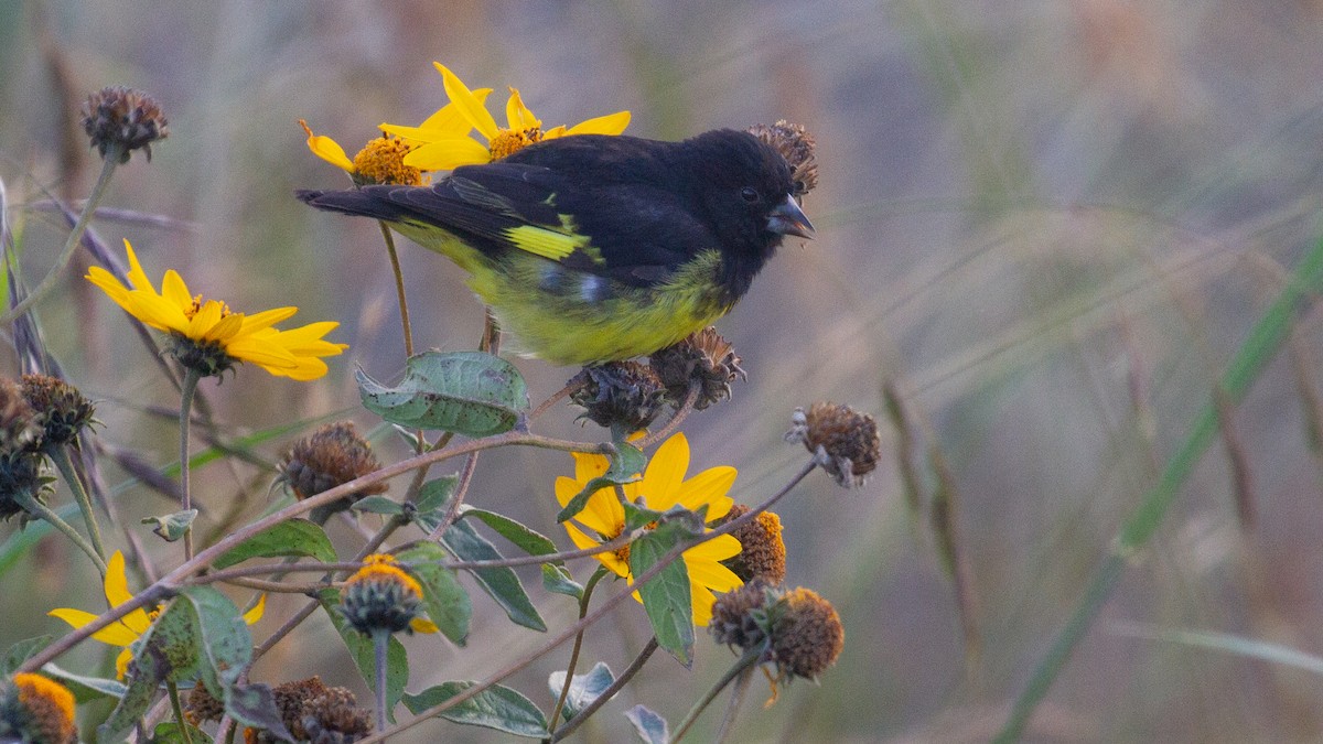 Yellow-bellied Siskin - ML637849368