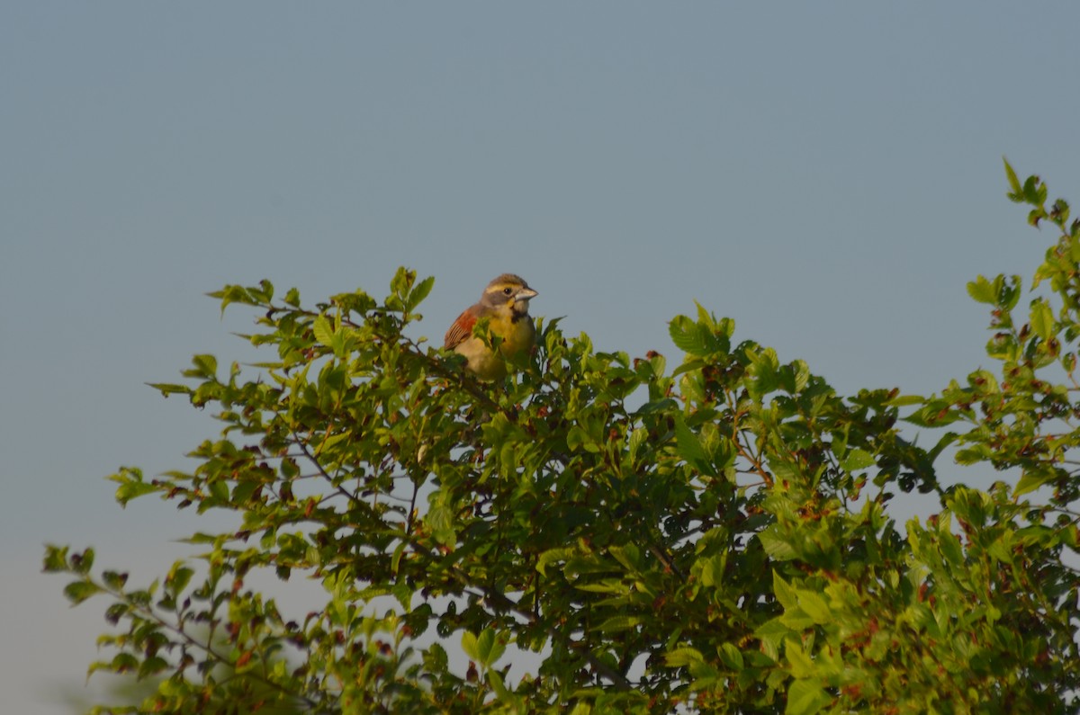 Dickcissel - ML637849408