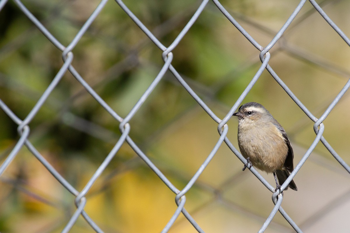 Cinereous Conebill - ML637849425