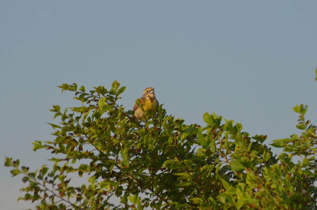 Dickcissel - ML637849434