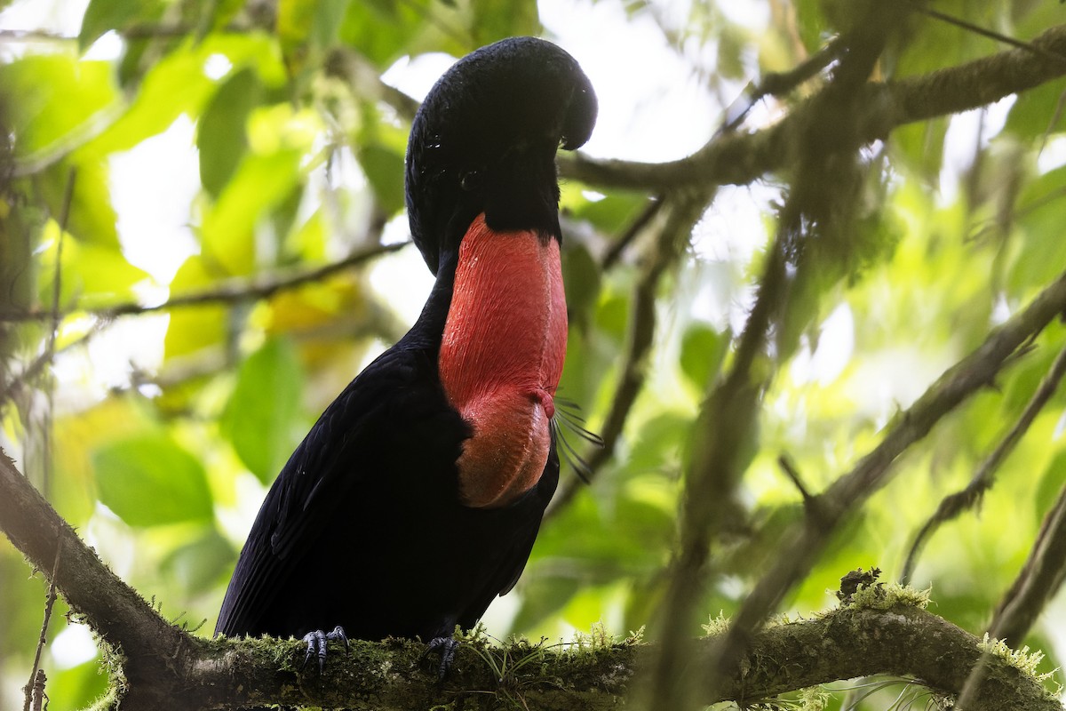 Bare-necked Umbrellabird - ML637849437