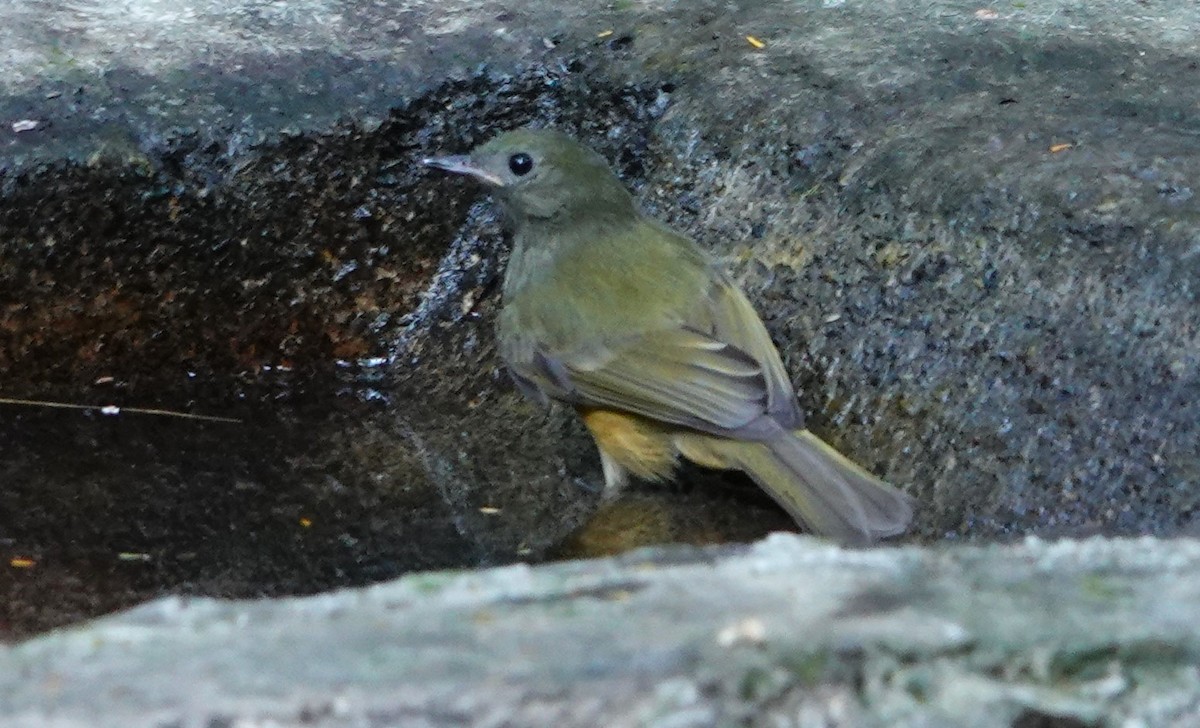 Ochre-bellied Flycatcher - ML637849448