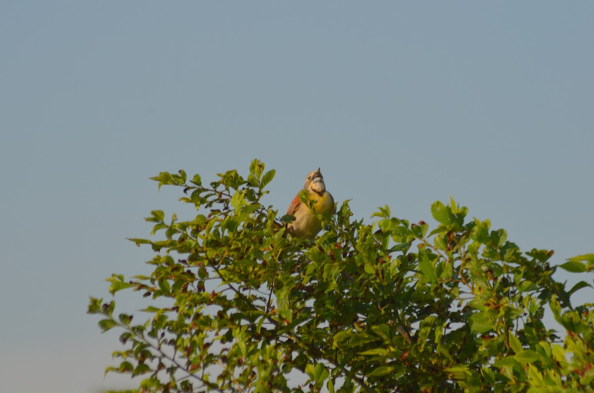 Dickcissel - ML637849449