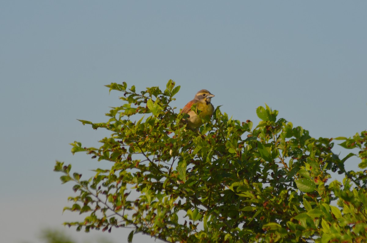 Dickcissel - ML637849459