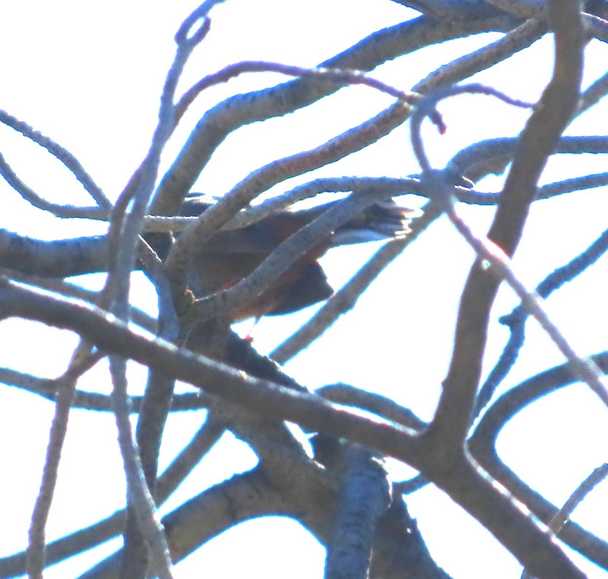 new world sparrow sp. - ML637849479