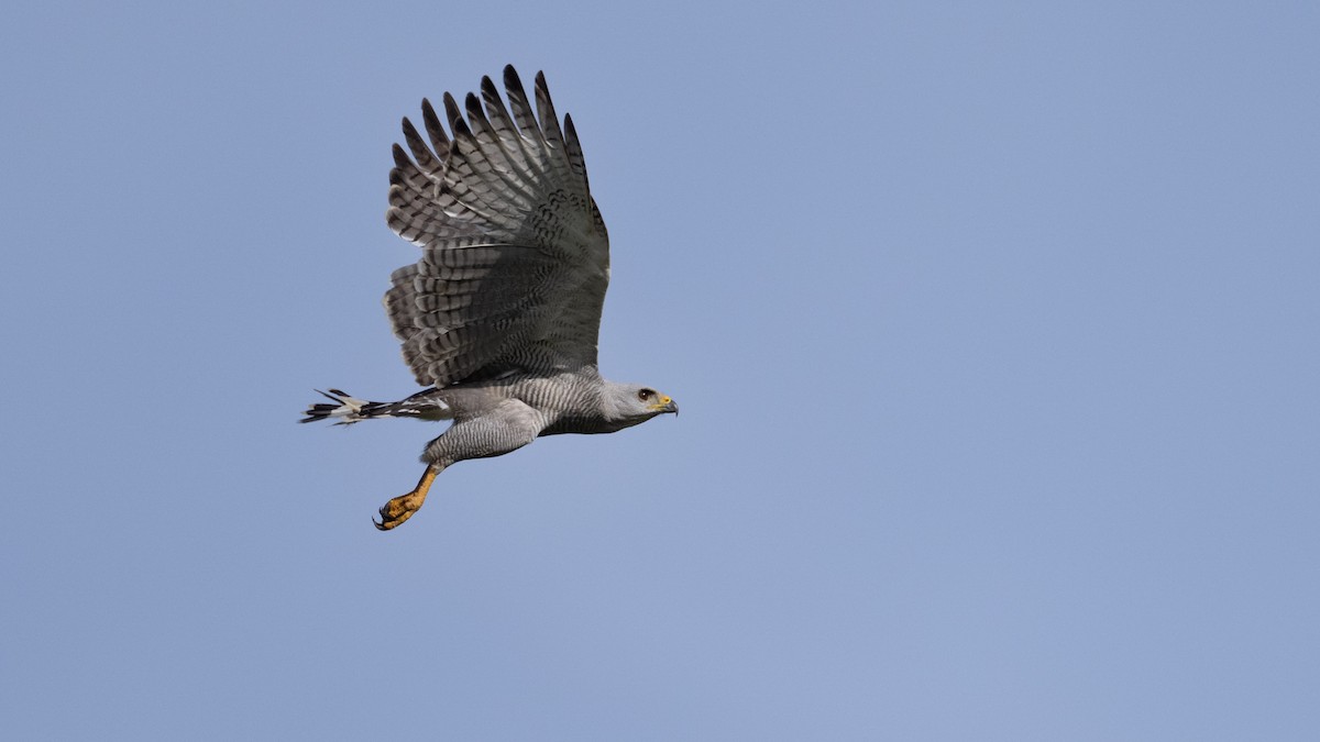 Gray-lined Hawk - ML637849488