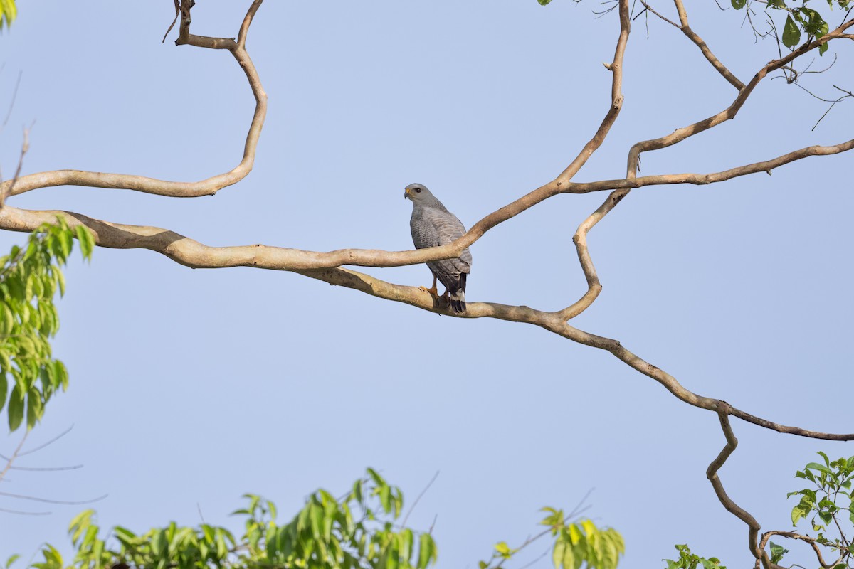 Gray-lined Hawk - ML637849489